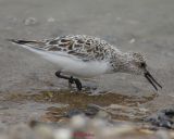 Sanderling0002